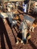 7 X BOER GOAT OOI (Pay per animal to take the lot)