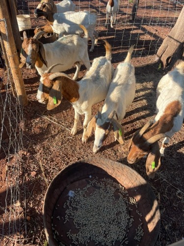 8 X BOER GOAT OOI (Pay per animal to take the lot)