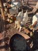 8 X BOER GOAT OOI (Pay per animal to take the lot)