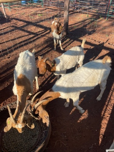 7 X BOER GOAT OOI (Pay per animal to take the lot)