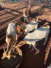 7 X BOER GOAT OOI (Pay per animal to take the lot)