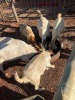 7 X BOER GOAT OOI (Pay per animal to take the lot)