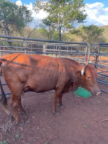 1 X BRAHMAN KRUIS KOEI