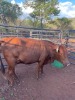 1 X BRAHMAN KRUIS KOEI