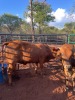 1 X BRAHMAN KRUIS KOEI