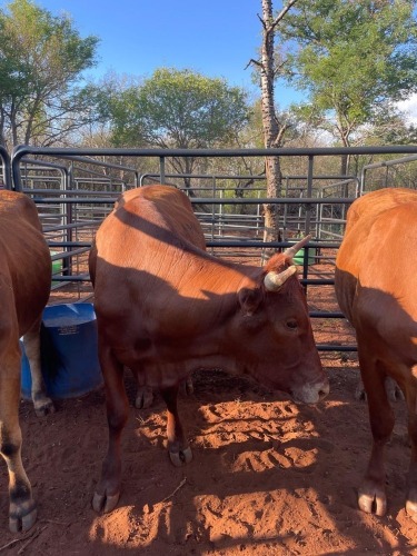 1 X BRAHMAN KRUIS KOEI