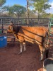 1 X BRAHMAN KRUIS VERS KALF
