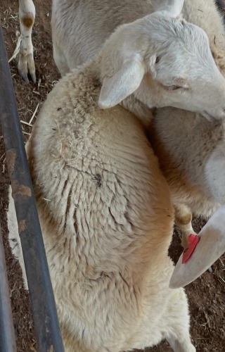 1 X WIT DORPER RAM
