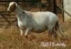 1 X OOI/EWE MEATMASTER ZABO MEATMASTERS - 7