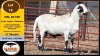 1 X MEATMASTER RAM Hanri Meatmaster