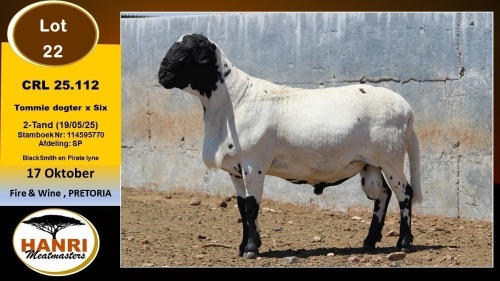 1 X MEATMASTER RAM Hanri Meatmaster
