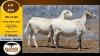 1 X MEATMASTER PREGNANT EWE Hanri Meatmaster