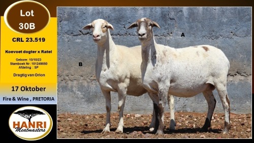 1 X MEATMASTER PREGNANT EWE Hanri Meatmaster