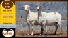 1 X MEATMASTER PREGNANT EWE Hanri Meatmaster