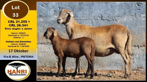 1+1 X MEATMASTER EWE Hanri Meatmaster