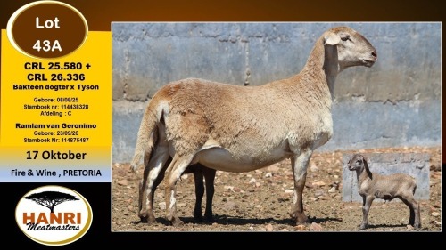 1+1 X MEATMASTER EWE Hanri Meatmaster