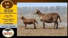 1+1 X MEATMASTER EWE Hanri Meatmaster