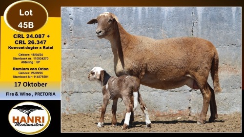 1+1 X MEATMASTER EWE Hanri Meatmaster