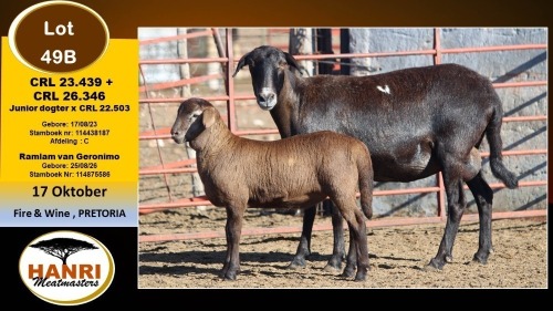 1+1 X MEATMASTER EWE Hanri Meatmaster