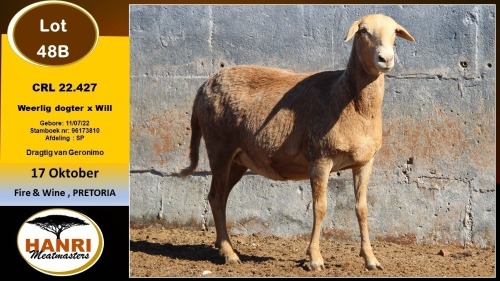 1 X MEATMASTER PREGNANT EWE Hanri Meatmaster