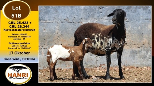 1+1 X MEATMASTER EWE Hanri Meatmaster
