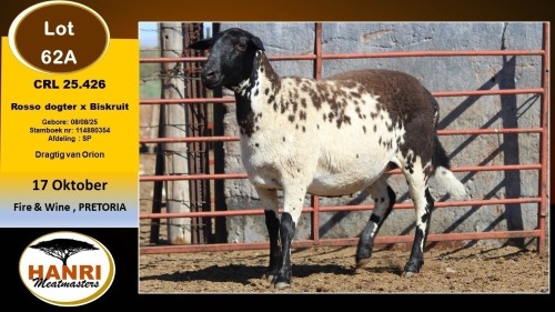 1 X MEATMASTER PREGNANT EWE Hanri Meatmaster