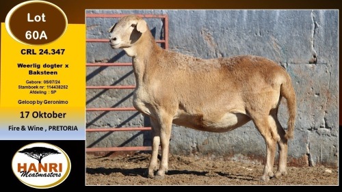 1 X MEATMASTER EWE Hanri Meatmaster