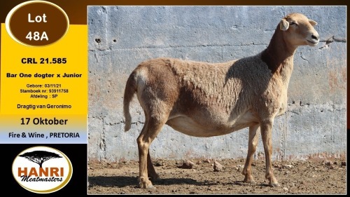 1 X MEATMASTER PREGNANT EWE Hanri Meatmaster