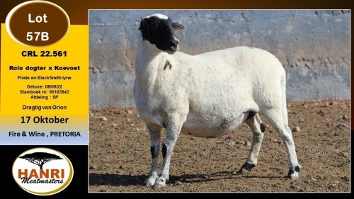 1 X MEATMASTER PREGNANT EWE Hanri Meatmaster