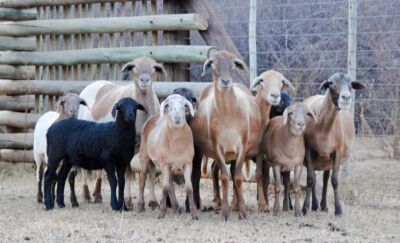 4 + 6 X OOI/EWE MEATMASTER VOORWAARTS BOERDERY (PER PIECE TO TAKE THE LOT)