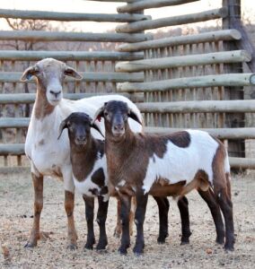 1 + 2 X OOI/EWE MEATMASTER VOORWAARTS BOERDERY