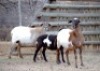 2 + 1 X OOI/EWE MEATMASTER VOORW (PER PIECE TO TAKE THE LOT)AARTS BOERDERY