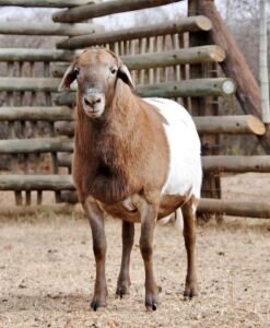 1 X RAM MEATMASTER VOORWAARTS BOERDERY