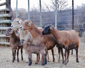 3 + 2 X OOI/EWE MEATMASTER VOORWAARTS BOERDERY (PER PIECE TO TAKE THE LOT)