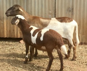 1 + 1 X OOI/EWE MEATMASTER B3GENETICS PTY LTD