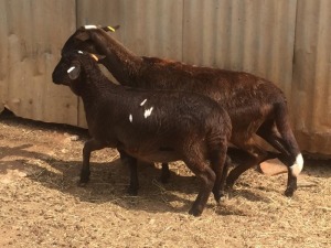 1 + 1 X OOI/EWE MEATMASTER B3GENETICS PTY LTD