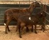 1 + 1 X OOI/EWE MEATMASTER B3GENETICS PTY LTD - 2