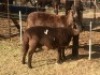 1 + 1 X OOI/EWE MEATMASTER B3GENETICS PTY LTD - 3