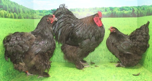 3 X BLACK BRAHMA ROOSTER & HEN DEMI VAN DER BURGH (Pay per animal to take the lot)