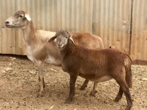 1 + 1 X OOI/EWE MEATMASTER B3GENETICS PTY LTD