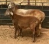 1 + 1 X OOI/EWE MEATMASTER B3GENETICS PTY LTD - 2