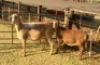 1 + 1 X OOI/EWE MEATMASTER B3GENETICS PTY LTD - 3