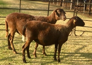 2 X OOI/EWE MEATMASTER B3GENETICS PTY LTD (PER PIECE TO TAKE THE LOT)