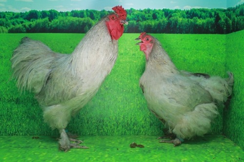 2 X LAVENDER ORPINGTON ROOSTER & HEN DEMI VAN DER BURGH (Pay per animal to take the lot)