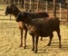 2 X OOI/EWE MEATMASTER B3GENETICS PTY LTD (PER PIECE TO TAKE THE LOT) - 2