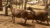 2 X OOI/EWE MEATMASTER B3GENETICS PTY LTD (PER PIECE TO TAKE THE LOT) - 3