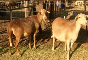 2 X OOI/EWE MEATMASTER B3GENETICS PTY LTD (PER PIECE TO TAKE THE LOT)