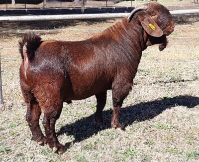 1 X KALAHARI RED RAM - ALBIE HORN - ALBIAN STOET - STOET/STUD