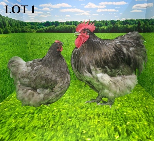 2 X LAVENDER ORPINGTON ROOSTER & HEN DEMI VAN DER BURGH (Pay per animal to take the lot)