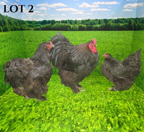 3 X BLACK BRAHMA ROOSTER & HEN DEMI VAN DER BURGH (Pay per animal to take the lot)